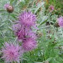 Centaurea gymnocarpa fleur